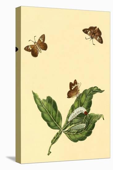 Surinam Butterflies, Moths and Caterpillars-Jan Sepp-Stretched Canvas