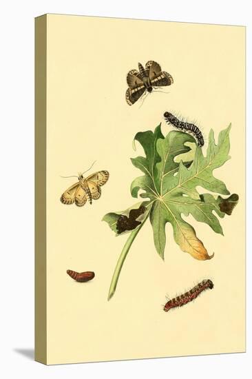 Surinam Butterflies, Moths and Caterpillars-Jan Sepp-Stretched Canvas