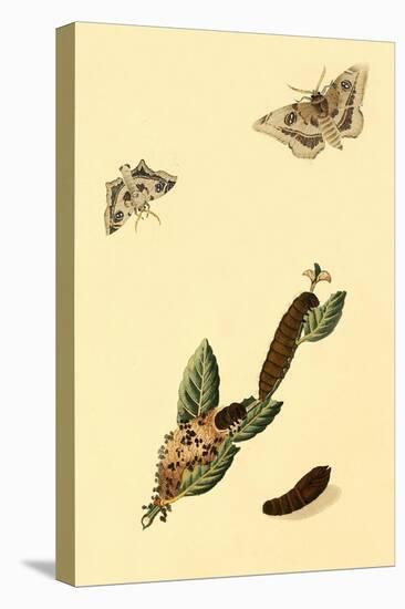 Surinam Butterflies, Moths and Caterpillars-Jan Sepp-Stretched Canvas