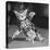 Surprised kitten 1958-Staff-Premier Image Canvas