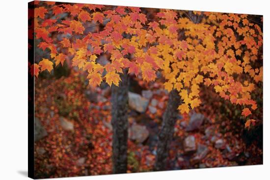 Suspended Maple Leaves-Michael Hudson-Stretched Canvas