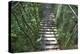 Suspension Bridge, Pacaya-Samiria Reserve, Amazon Rainforest. Peru-Mallorie Ostrowitz-Premier Image Canvas