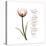 Sustain Life Tulip-Albert Koetsier-Stretched Canvas