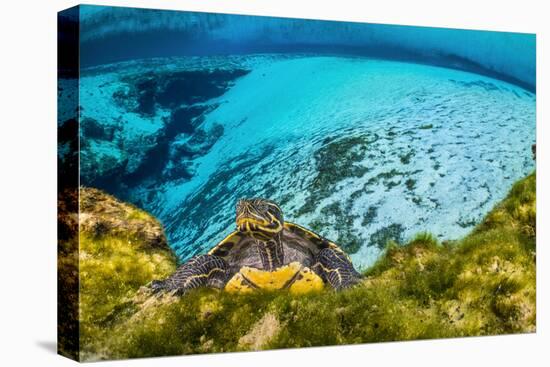 Suwanee cooter in a freshwater spring. Gilchrist Blue Springs State Park, High Springs, Florida-Alex Mustard-Premier Image Canvas