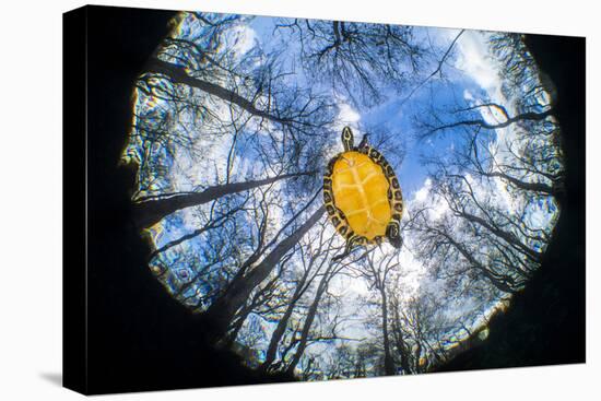 Suwanee freshwater turtle swimming in a freshwater spring. Devil Spring, Florida, USA-Alex Mustard-Premier Image Canvas