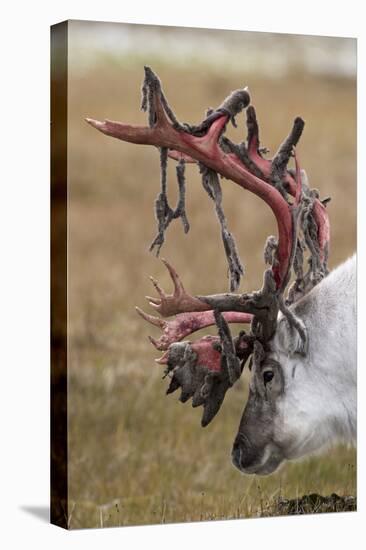 Svalbard Reindeer With Bloody Antlers-Staffan Widstrand-Premier Image Canvas