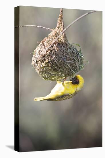 Swakopmund, Namibia. African-Masked Weaver Building a Nest-Janet Muir-Premier Image Canvas