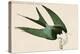 Swalllow Tailed Hawk-John James Audubon-Stretched Canvas