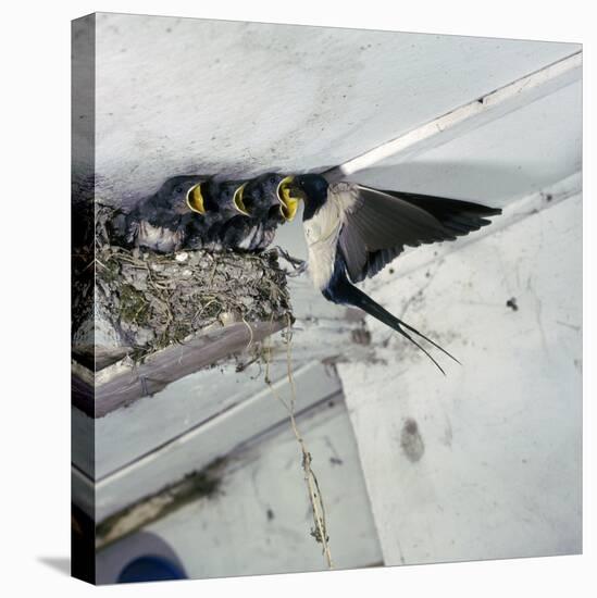 Swallow in Flight at the Nest-CM Dixon-Premier Image Canvas