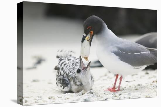Swallow-Tailed Gull Feeding Chick Squid-DLILLC-Premier Image Canvas