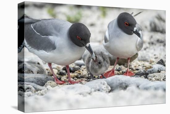 Swallow-tailed gull, pair guarding small chick, Galapagos-Tui De Roy-Premier Image Canvas