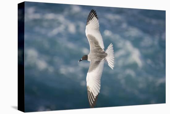 Swallow-Tailed Gull-DLILLC-Premier Image Canvas