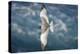 Swallow-Tailed Gull-DLILLC-Premier Image Canvas