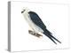 Swallow-Tailed Kite (Elanoides Forficatus), Birds-Encyclopaedia Britannica-Stretched Canvas