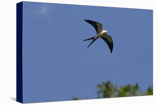 Swallow-Tailed Kite in Flight, Kissimmee Preserve SP, Florida-Maresa Pryor-Premier Image Canvas