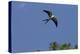 Swallow-Tailed Kite in Flight, Kissimmee Preserve SP, Florida-Maresa Pryor-Premier Image Canvas