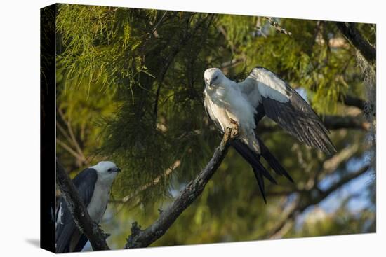 Swallow-Tailed Kite Preening at its Roost, Lake Woodruff NWR, Florida-Maresa Pryor-Premier Image Canvas