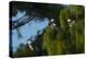 Swallow-Tailed Kites Roosting, Lake Woodruff NWR, Florida-Maresa Pryor-Premier Image Canvas