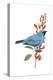 Swallow-Tanager (Tersina Viridis), Birds-Encyclopaedia Britannica-Stretched Canvas