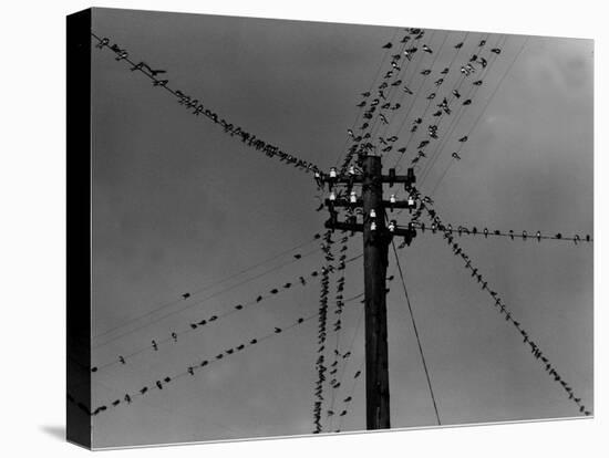 Swallows on Telegraph Pole Getting Ready for Migration-null-Premier Image Canvas