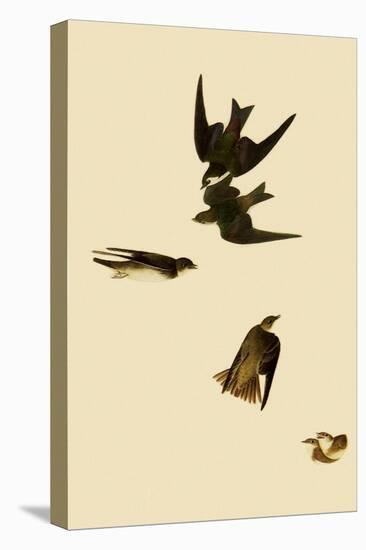 Swallows-John James Audubon-Premier Image Canvas