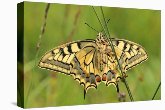 Swallowtail, Blade of Grass-Harald Kroiss-Premier Image Canvas