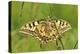 Swallowtail, Blade of Grass-Harald Kroiss-Premier Image Canvas