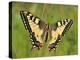 Swallowtail, Blade of Grass-Harald Kroiss-Premier Image Canvas