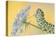 Swallowtail butterfly caterpillar on wild carrot flowers-Edwin Giesbers-Premier Image Canvas