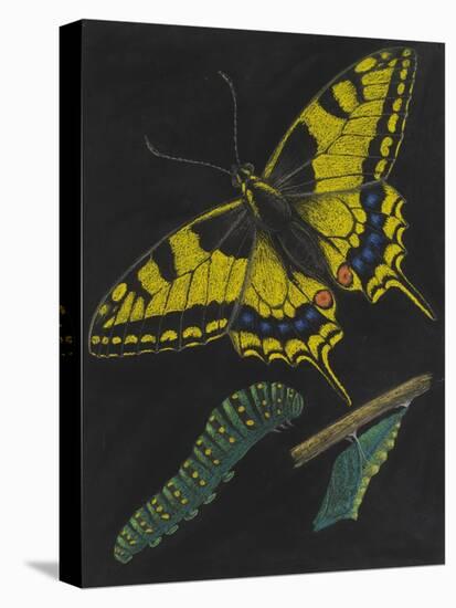 Swallowtail Butterfly-Philip Henry Gosse-Premier Image Canvas