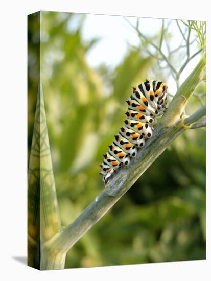 Swallowtail Caterpillar, Dill-Harald Kroiss-Premier Image Canvas