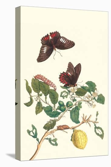 Swallowtail on a Mexican Lime Tree-Maria Sibylla Merian-Stretched Canvas