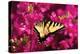 Swallowtail on Azalea-Alan Hausenflock-Premier Image Canvas