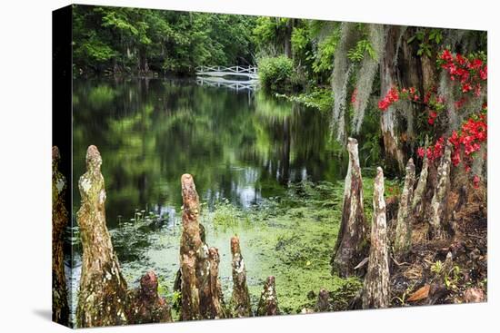 Swamp Cypress With Spanish Moss And Azalea-George Oze-Premier Image Canvas