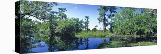 Swamp in forest, Jean Lafitte National Park, New Orleans, Louisiana, USA-Panoramic Images-Premier Image Canvas