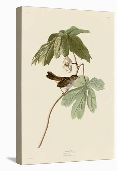 Swamp Sparrow-John James Audubon-Stretched Canvas