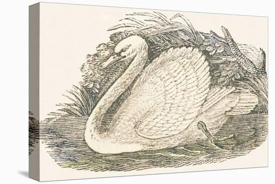 Swan, 1850 (Engraving)-Louis Simon (1810-1870) Lassalle-Premier Image Canvas