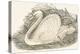 Swan, 1850 (Engraving)-Louis Simon (1810-1870) Lassalle-Premier Image Canvas