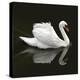 Swan 1-Ben Heine-Premier Image Canvas