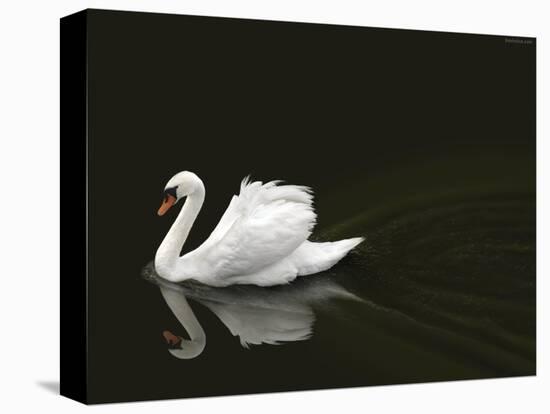 Swan 2-Ben Heine-Premier Image Canvas