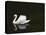 Swan 2-Ben Heine-Premier Image Canvas