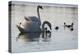 Swan adults swim with five cygnets-Charles Bowman-Premier Image Canvas