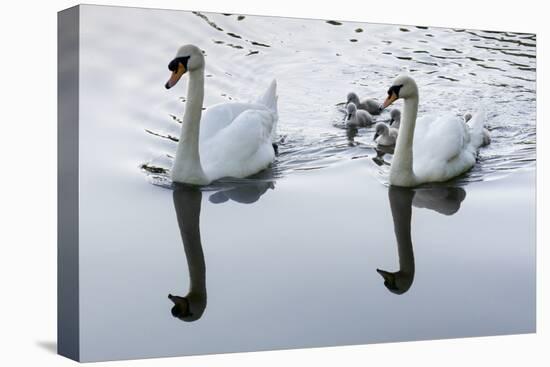 Swan adults swim with six cygnets-Charles Bowman-Premier Image Canvas