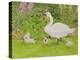 Swan and Cygnets-Linda Benton-Premier Image Canvas