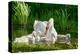 Swan and Its Babies in a Pond-null-Stretched Canvas