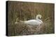 Swan (Cygnus), Gloucestershire, England, United Kingdom-Janette Hill-Premier Image Canvas