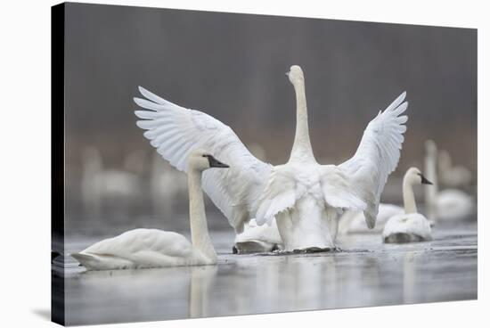 Swan Display-Wink Gaines-Stretched Canvas