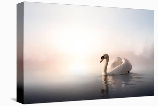 Swan Floating on Pond at Dawn-null-Stretched Canvas