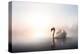 Swan Floating on Pond at Dawn-null-Stretched Canvas