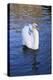 Swan in Keukenhof Gardens-Anna Miller-Premier Image Canvas